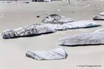 Quake scuote iceberg Tasman Lake, Canterbury, Nuova Zelanda.