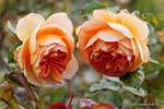 Trevor Griffiths Rose Garden, Timaru, Canterbury, Nuova Zelanda.