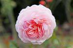 Old Rose, Timaru, Canterbury, Nuova Zelanda.