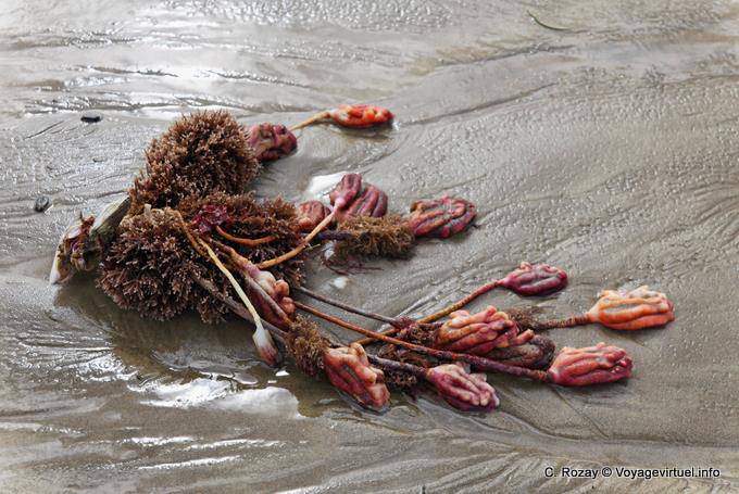Ocean fiori, Moeraki Boulders Scenic Reserve, Otago - Nuova Zelanda