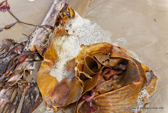 Kelp, Moeraki Boulders Scenic Reserve, Otago - Nuova Zelanda