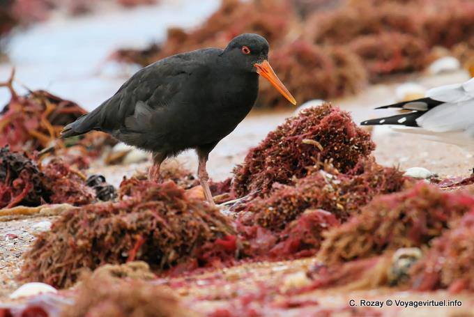 Oystercatcher variabile, Haematopus unicolor, Moeraki Boulders Scenic Reserve, Otago - Nuova Zelanda
