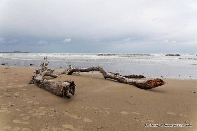 Legno morto Koekohe Beach, Moeraki Boulders Scenic Reserve, Otago - Nuova Zelanda