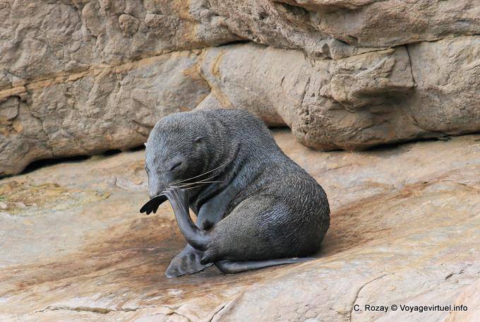 Moeraki Shag Point, Otago - Nuova Zelanda