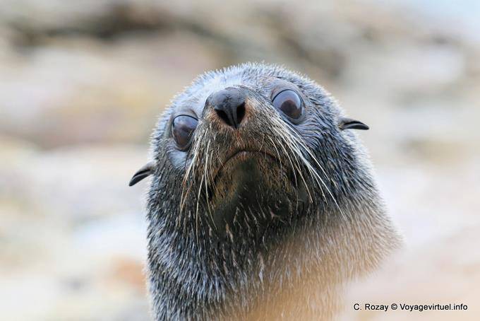 Regard mare leone, Moeraki Shag Point, Otago - Nuova Zelanda