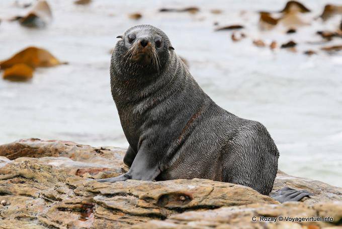 Occhi Sealion, Moeraki Shag Point, Otago - Nuova Zelanda