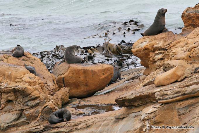 Sigilli colonia, Moeraki Shag Point, Otago - Nuova Zelanda