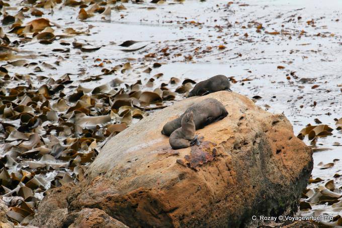 Alghe e leoni marini, Moeraki Shag Point, Otago - Nuova Zelanda