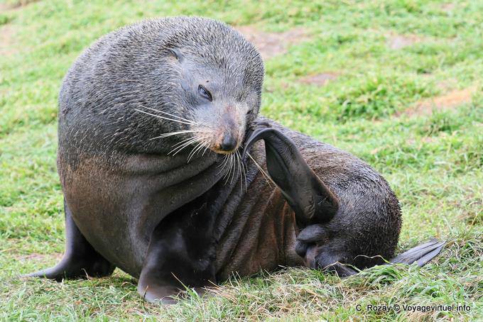 Leone di mare con gli occhi azzurri, Shag Point Moeraki, Otago - Nuova Zelanda