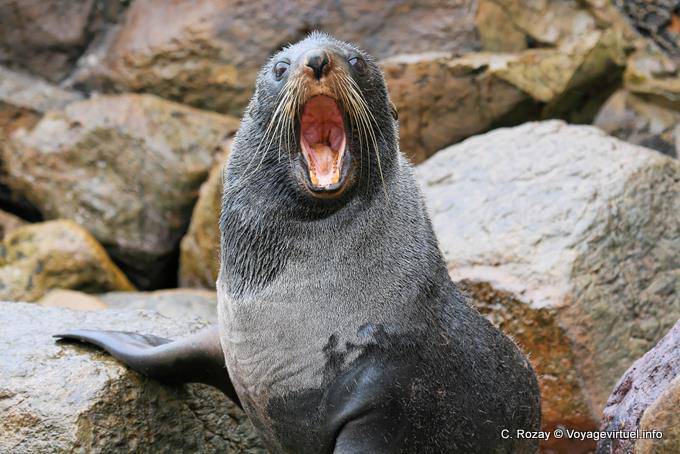 Sbadigliare leone marino, Moeraki Shag Point, Otago - Nuova Zelanda