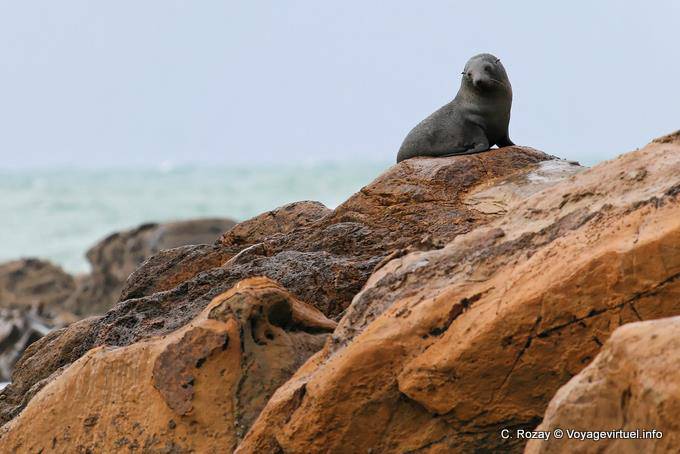 Phocarctos hookeri, Moeraki Shag Point, Otago - Nuova Zelanda