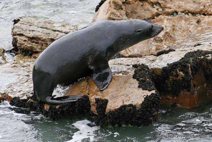 Fur Seal, Moeraki Shag Point, Otago - Nuova Zelanda