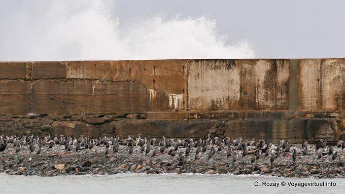 Cormorani al porto, Oamaru, Otago - Nuova Zelanda