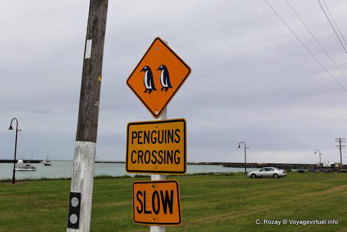 Penguins incrocio, Oamaru, Otago - Nuova Zelanda