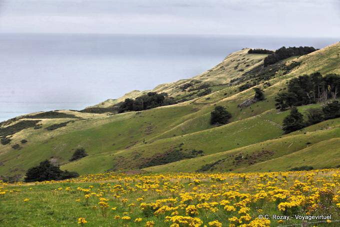 Otago Peninsula, Dunedin Highcliff - Nuova Zelanda