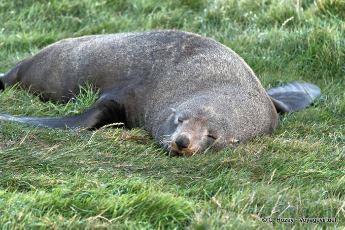 Tempo Nap per il leone marino, Otago Penisola Dunedins Seal Colony - Nuova Zelanda