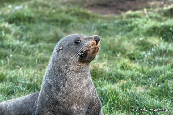 Sguardo preoccupato, Otago Penisola Dunedins Seal Colony - Nuova Zelanda