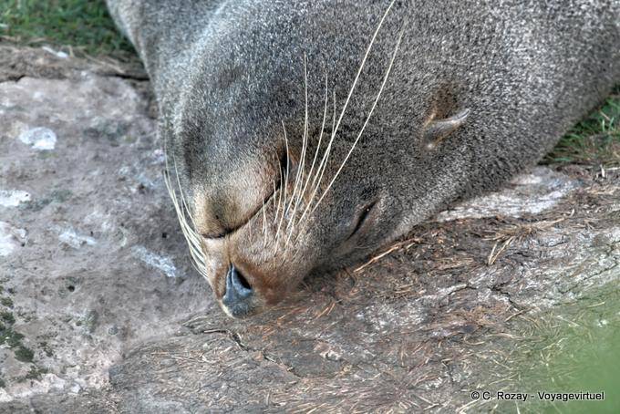 Leone di mare sonnecchiando, Otago Penisola Dunedins Seal Colony - Nuova Zelanda