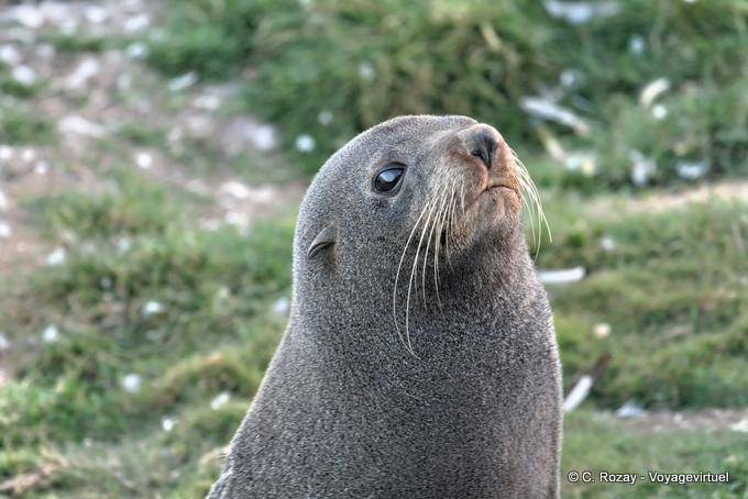 Ritratto di leone di mare, penisola di Otago Dunedins Seal Colony - Nuova Zelanda