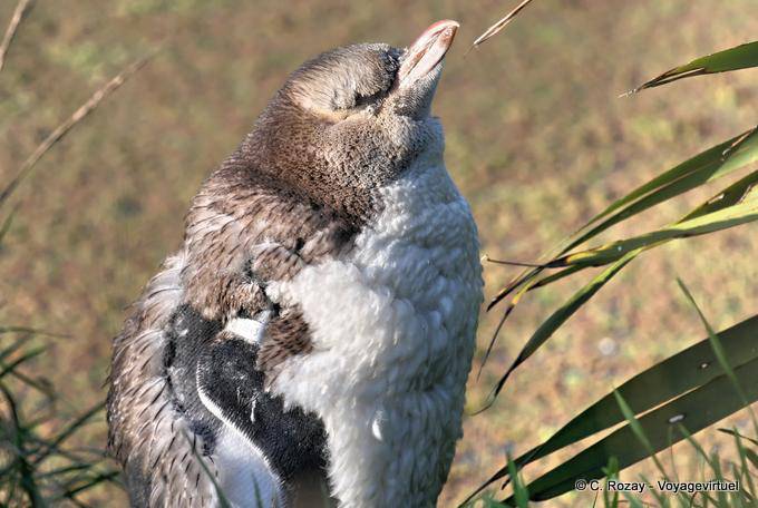 Jabotant giovane pinguino, Penisola di Otago Yellow Eyed Penguin Conservation Reserve - Nuova Zelanda