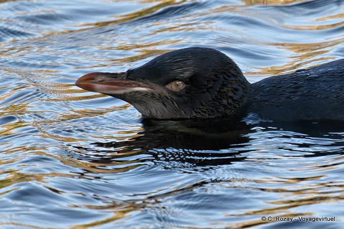 Acquarelli, Yellow Eyed Penguin Otago Peninsula Conservation Reserve - Nuova Zelanda