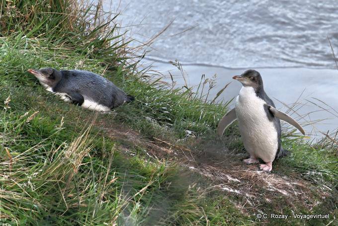 Penguin antipodi Coppia, Yellow Eyed Penguin Otago Peninsula Conservation Reserve - Nuova Zelanda