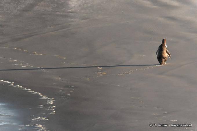 Pinguino camminando sulla spiaggia, penisola di Otago Yellow Eyed Penguin Conservation Reserve - Nuova Zelanda