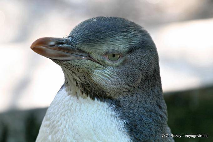 Ritratto di antipodi Megadyptes, Giallo Eyed Penguin Otago Peninsula Conservation Reserve - Nuova Zelanda