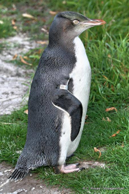Antipodi Penguin, Yellow Eyed Penguin Otago Peninsula Conservation Reserve - Nuova Zelanda
