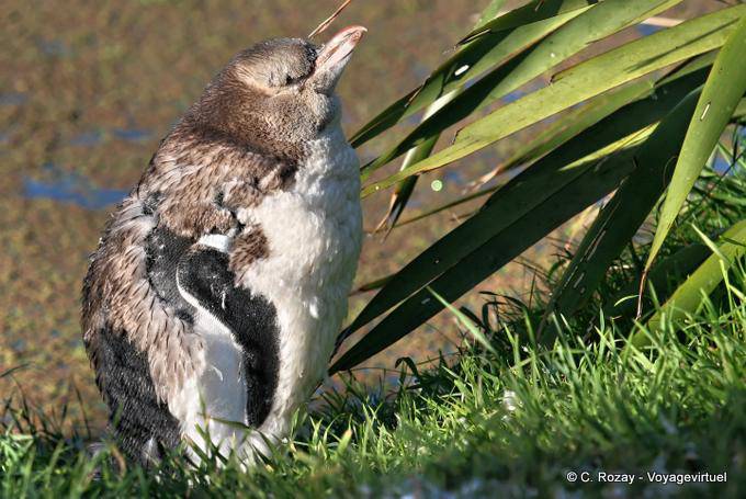 Baby pinguino attesa, Giallo Eyed Penguin Otago Peninsula Conservation Reserve - Nuova Zelanda