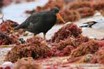 Oystercatcher variabile, Haematopus unicolor, Moeraki Boulders Scenic Reserve, Otago, Nuova Zelanda.