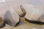 Ultime 60 milioni anni Moeraki Boulders Scenic Reserve, Otago, Nuova Zelanda.