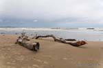 Legno morto Koekohe Beach, Moeraki Boulders Scenic Reserve, Otago, Nuova Zelanda.