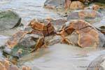 Concrezioni colorate, Moeraki Boulders Scenic Reserve, Otago, Nuova Zelanda.
