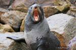 Sbadigliare leone marino, Moeraki Shag Point, Otago, Nuova Zelanda.