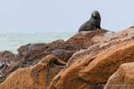 Phocarctos hookeri, Moeraki Shag Point, Otago, Nuova Zelanda.