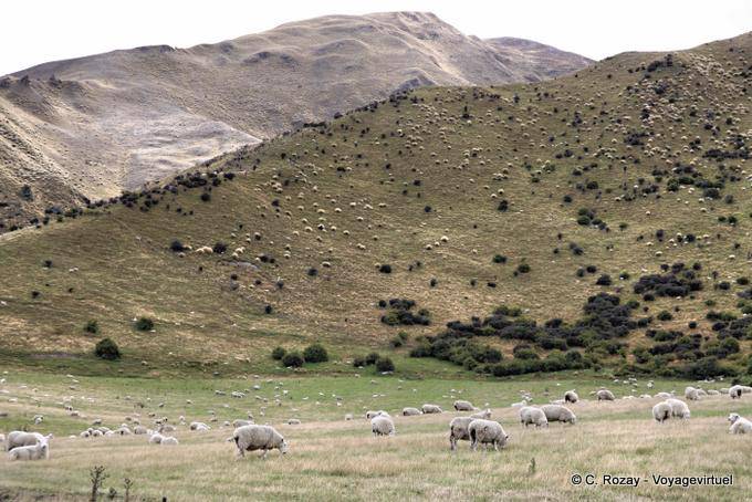 Gregge di pecore, Cardrona Road to Queenstown, Southland - Nuova Zelanda