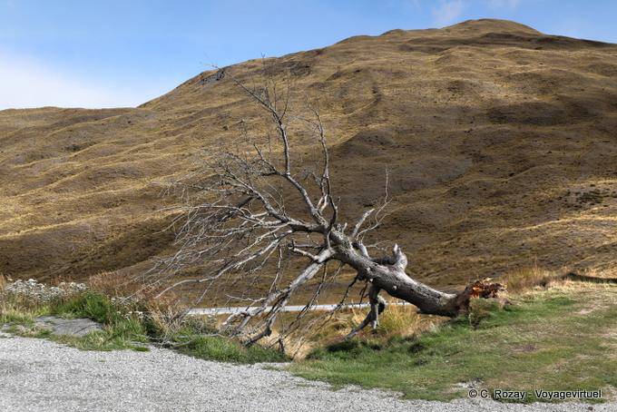 Albero sradicato Cardrona Road to Queenstown, Southland - Nuova Zelanda