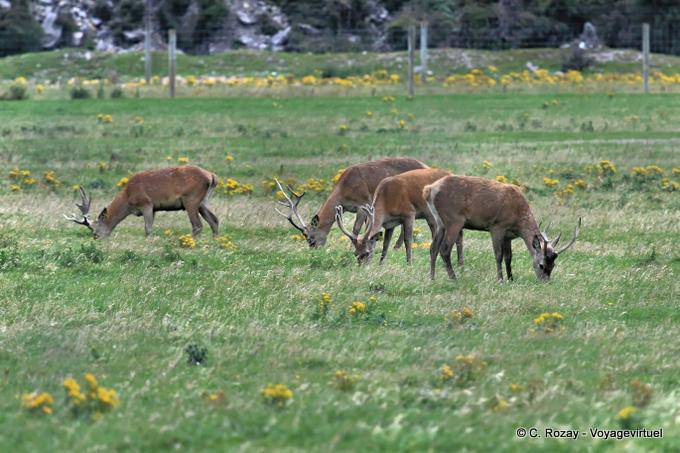 Haast Road to Makarora Cerfs, Southland - Nuova Zelanda