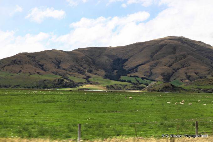 Montagne e pecore, Queenstown Road to Invercargill, Southland - Nuova Zelanda