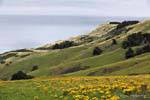 Otago Peninsula, Dunedin Highcliff, Nuova Zelanda.