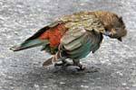 Kea, pappagallo montagna Kakapo Road to Milford Sound Te Anau, Southland, Nuova Zelanda.