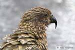 Parrot testa Kea Kakapo Road to Milford Sound Te Anau, Southland, Nuova Zelanda.