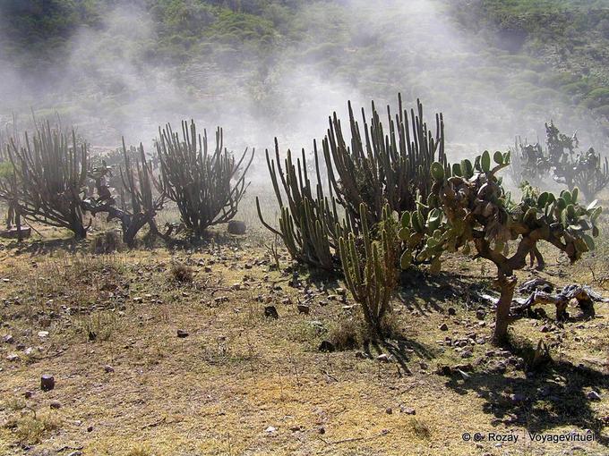 Andina Cactus sulla strada per Abancay -Perù