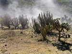 Andina Cactus sulla strada per Abancay, Perù.