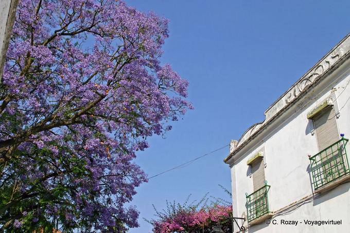 Jacaranda albero viola, Évora - Portogallo