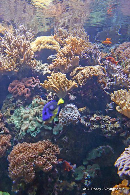 I coralli del Oceanario di Lisbona - Portogallo
