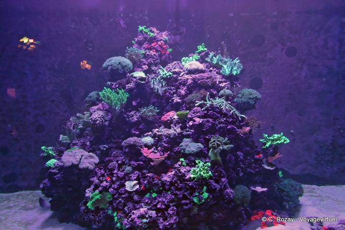 Anemoni, coralli e meduse, Oceanarium, Lisbona - Portogallo