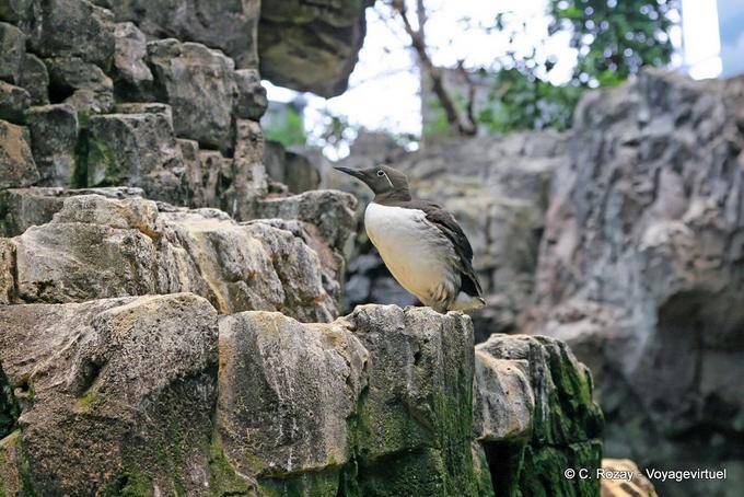 Uria comune, Oceanario di Lisbona - Portogallo