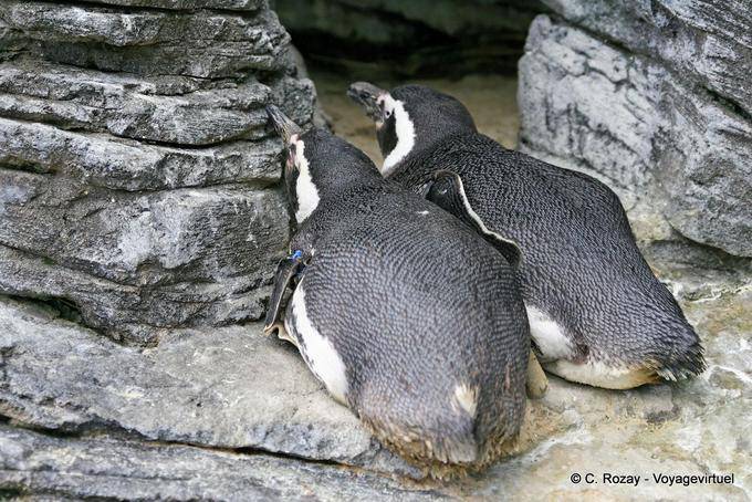 Pinguini di riposo, Oceanario di Lisbona - Portogallo